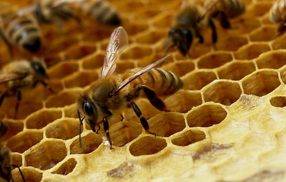 II. The Importance of Water in Beekeeping